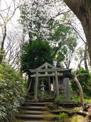 正覚寺のさくら
