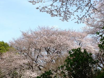 正覚寺のさくら
