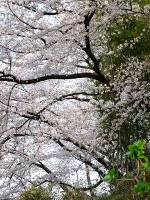 正覚寺のさくら
