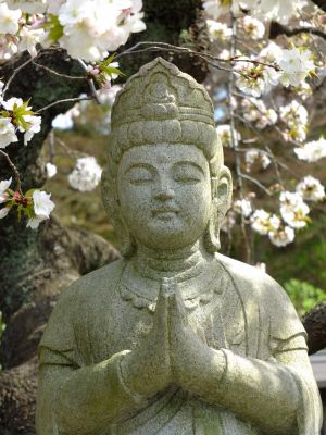 正覚寺のさくら
