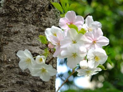 けやきが丘のさくら
