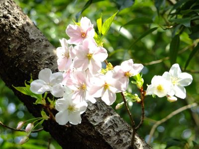 けやきが丘のさくら
