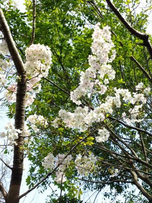 けやきが丘のさくら
