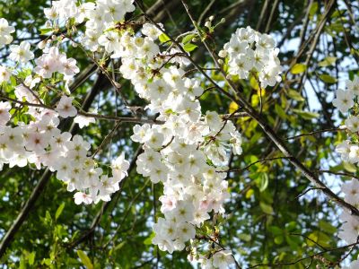 けやきが丘のさくら
