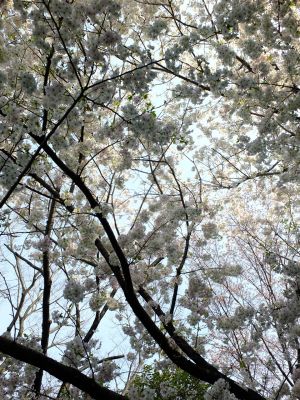 けやきが丘のさくら
