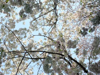 けやきが丘のさくら
