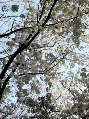 けやきが丘のさくら
