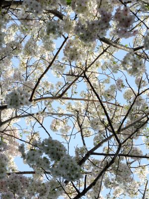 けやきが丘のさくら
