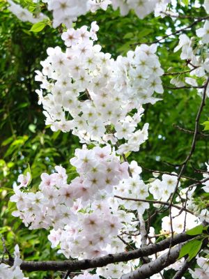 けやきが丘のさくら
