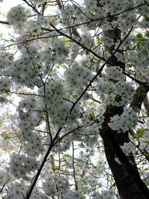 けやきが丘のさくら
