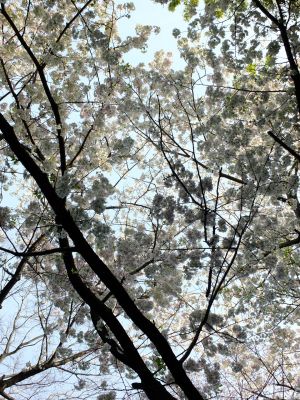 けやきが丘のさくら
