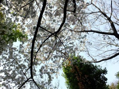 けやきが丘のさくら
