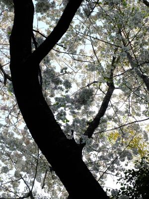 けやきが丘のさくら
