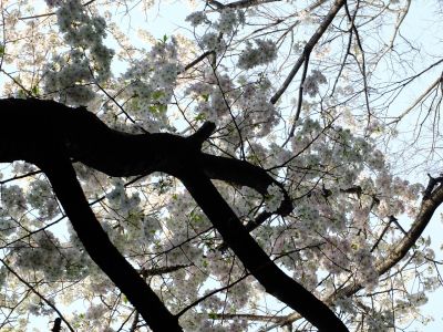 けやきが丘のさくら
