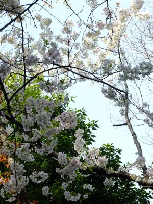 けやきが丘のさくら
