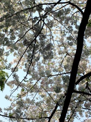 けやきが丘のさくら
