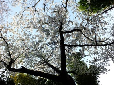 けやきが丘のさくら
