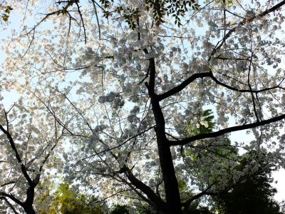 けやきが丘のさくら
