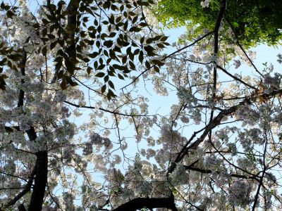 けやきが丘のさくら
