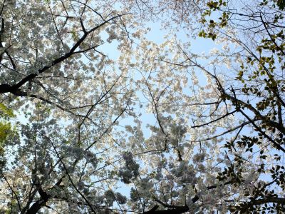 けやきが丘のさくら
