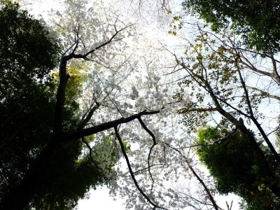 けやきが丘のさくら
