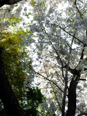 けやきが丘のさくら
