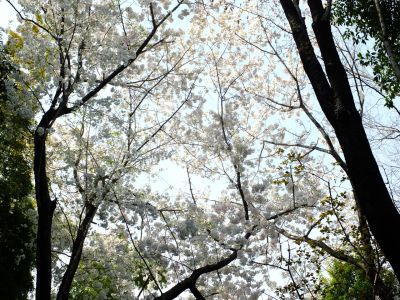 けやきが丘のさくら
