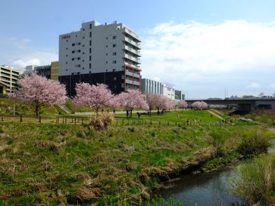 早渕川親水広場の神代曙
