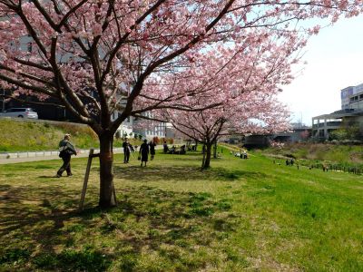 早渕川親水広場の神代曙
