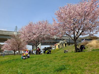 早渕川親水広場の神代曙
