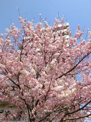 早渕川親水広場の神代曙
