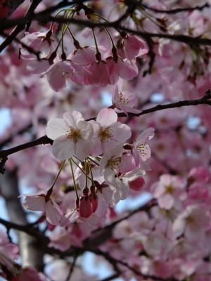 早渕川親水広場の神代曙
