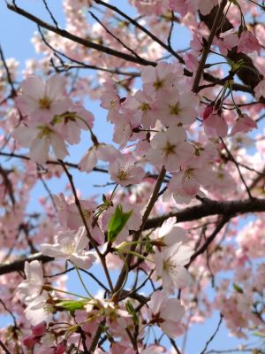早渕川親水広場の神代曙
