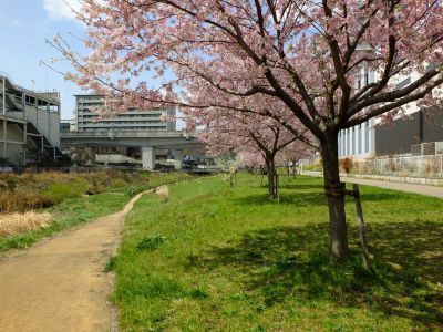 早渕川親水広場の神代曙
