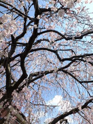 早渕川岸の枝垂れ桜
