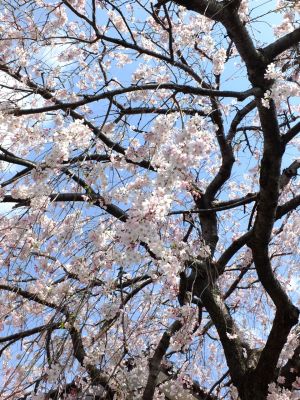 早渕川岸の枝垂れ桜
