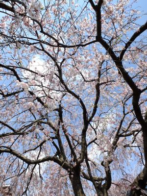 早渕川岸の枝垂れ桜
