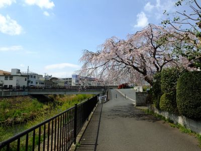 早渕川岸の枝垂れ桜
