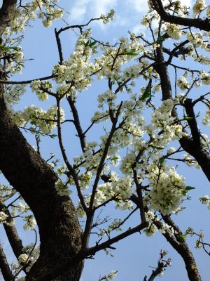 早渕川岸の枝垂れ桜
