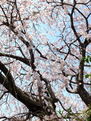 早渕川岸の枝垂れ桜
