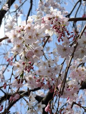 早渕川岸の枝垂れ桜
