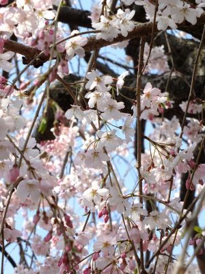 早渕川岸の枝垂れ桜

