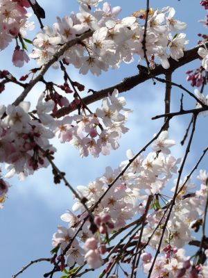 早渕川岸の枝垂れ桜
