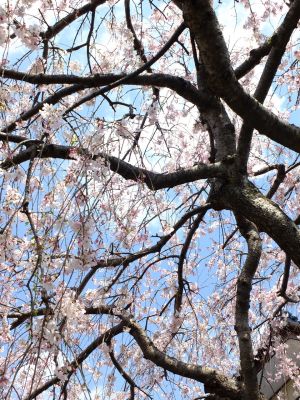 早渕川岸の枝垂れ桜
