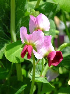早渕川岸のえんどうの花
