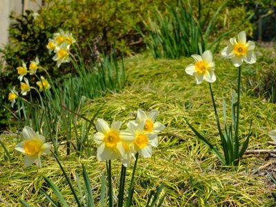 茅ヶ崎城址公園の水仙
