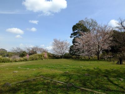 茅ヶ崎城址公園の染井吉野
