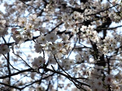 寿福寺観音堂の染井吉野
