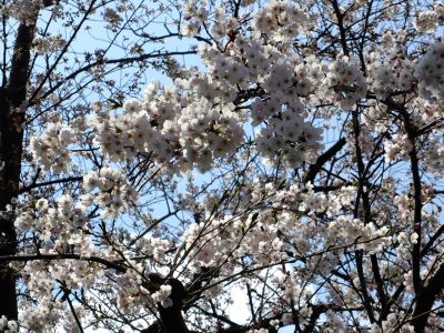 寿福寺観音堂の染井吉野
