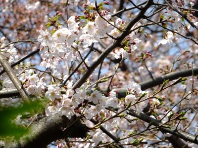 寿福寺観音堂の染井吉野

